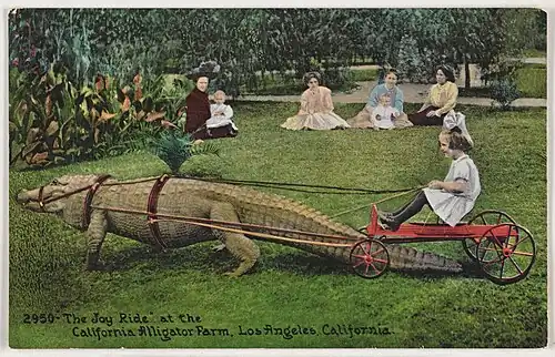 Edward H. Mitchell, "The Joy Ride" at the California Alligator Farm, Los Angeles, California, c. 1910s