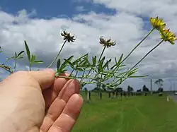 Stem, leaves, flowers and pods