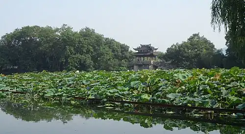 Breeze-ruffled Lotus at Quyuan Garden