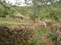 Ashangi basalts in Gumuara.