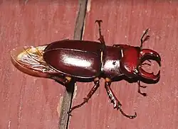 Male Lucanus capreolus stag beetle