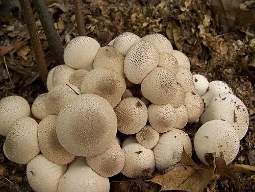 A cluster of fruit bodies