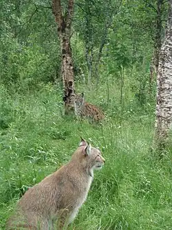 Lynx at the Polar Park in Bardu.