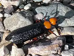 Lytta magister in Death Valley National Park