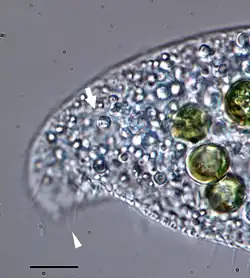 Detail showing a Müller vesicle (top arrow).[31]