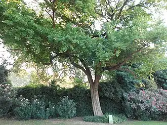 A tree which spreads in all directions; it is wider than it is tall.