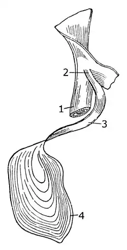 Clausilium of Macrogastra plicatula.