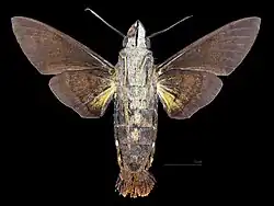 Macroglossum faro cottoni male venral