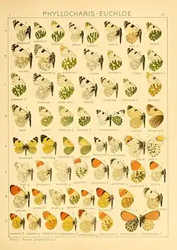 Anthocharis in Seitz A. eupheno L. is a synonym of Anthocharis belia