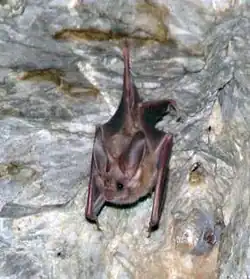 Brown bat