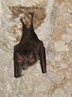 Brown bat