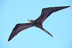 Male in flight, Galapagos Islands