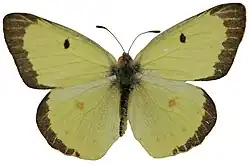 Colias philodice, male