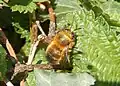 Male hairy-footed flower bee, Anthophora plumipes