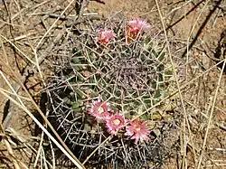 Mammillaria carnea