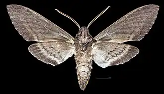 Manduca sexta jamaicensis Male ventral