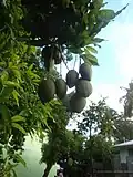 St.Lucia most loved mango - Mango Mang tree in Saltibus.