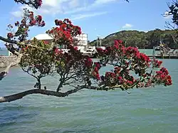 Pōhutukawa branch at Mangonui