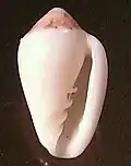 apertural view
