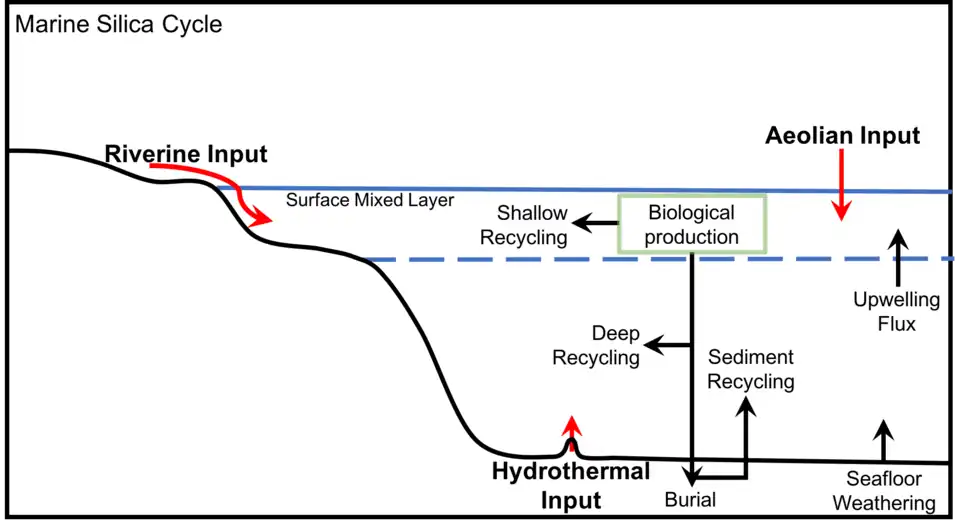 Generalized marine silica cycle, adapted from Treguer et al., 1995[122]