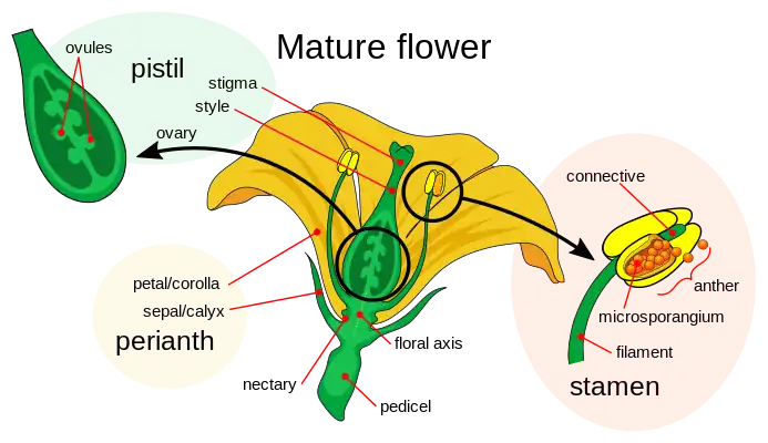 Floral diagram showing that the pedicel, the stalk, supports a vegetive perianth consisting of sepals and petals. These enclose the stamens, which present the pollen, and the pistil, containing stigma to receive the pollen and direct it to the ovules within the ovary. The ovules contain the egg cells.