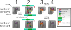 Diagram depicting antibiotic resistance through alteration of the antibiotic's target site