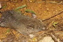 Oaxaca Giant Deer Mouse (Megadontomys cryophilus), Mexico.