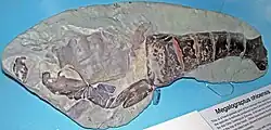 Replica of the holotype fossil of Megalograptus ohioensis