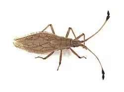 Six-legged insect with two antennae, similar in length to its body, on its head