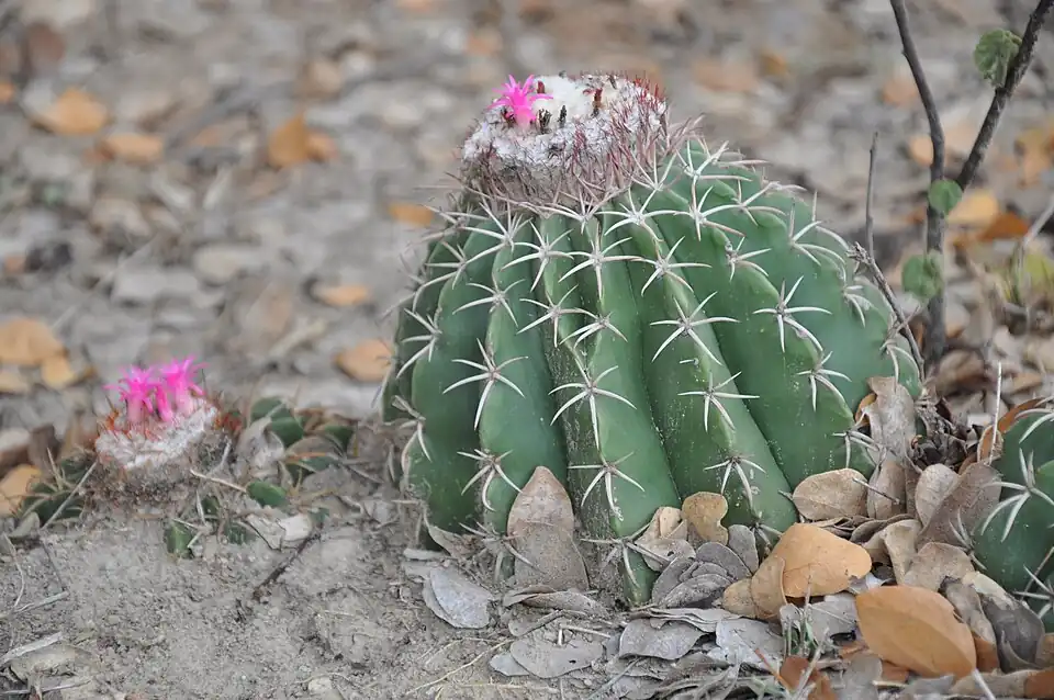 Habitat of Melocactus curvispinus subsp. curvispinus from Tatacoa Desert, Huila, Colombia
