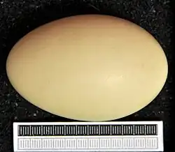 Egg, Collection Museum Wiesbaden