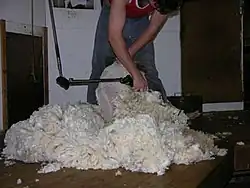 Sheering merino sheep