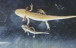 Larvae of the alpine newt