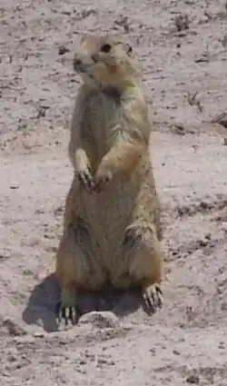 Brown prairie dog