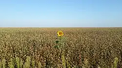 Buckwheat field, with single Sunflower, in Mikhaylovsky District