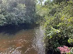 Picture of water and surrounding vegetation at the Side Road 10 gauge station on Mill Creek, in August