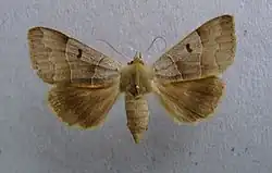 Brown underwing Minucia lunaris Catocalinae