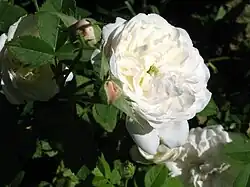 Close-up of a cup-shaped white rose with a bit of green in the centre, with some pale pink rosebuds alongside.