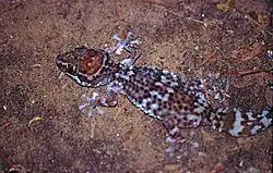 Dorsal view of a wild adult