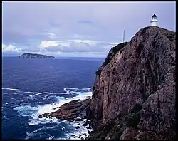 The species is endemic to the Mokohinau Islands