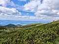 View (from different angle) on mountain pine fields of Mokra Gora