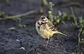 Immature blue-headed wagtail (M. f. flava)