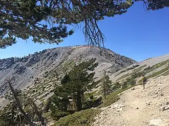 Looking northwest at Baldy Summit from Devil's Backbone near Mt. Harwood
