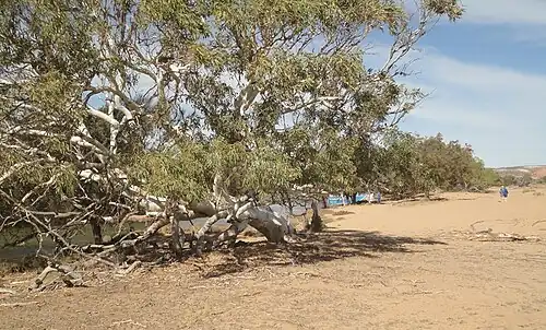 Murchison House Station along Murchison River