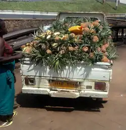 These pineapples are much grown in Bugerere-Kayunga District.