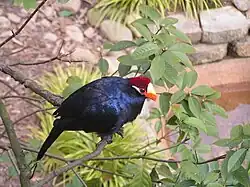 At Atlanta Zoo, Georgia, US