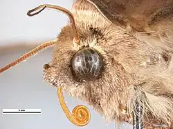 colour image of butterfly head