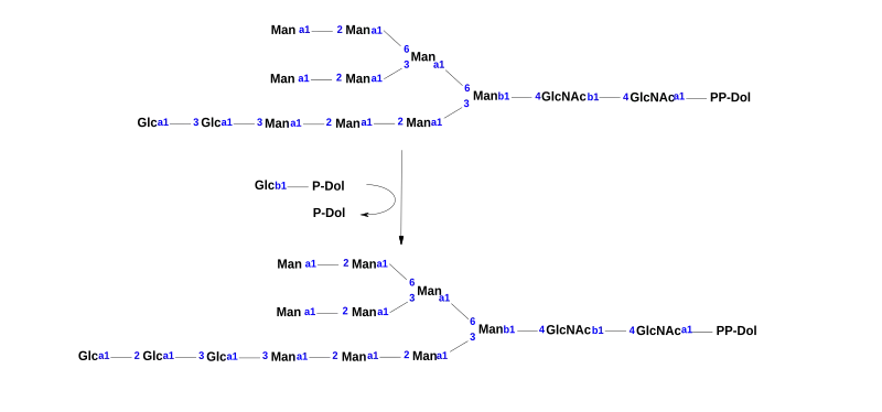 This is the chemical reaction that is mediated by the enzyme Dolichyl-P-Glc:Glc2Man9GlcNAc2-PP-dolichol alpha-1,2-glucosyltransferase