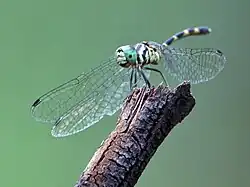 Female, alternative view