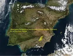 Distribution map of Narcissus hedraeanthus